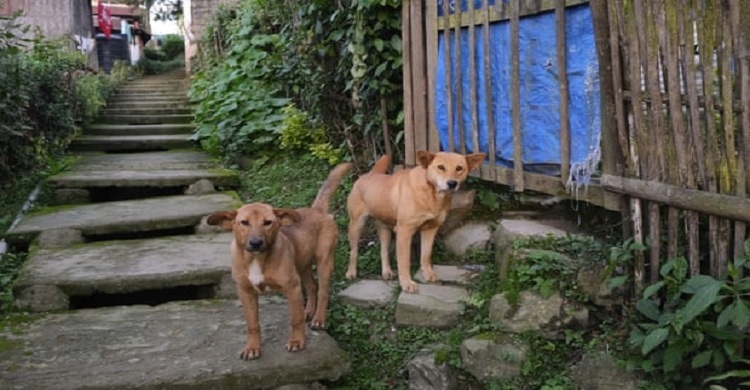 Nagaland bans sale of dog meat