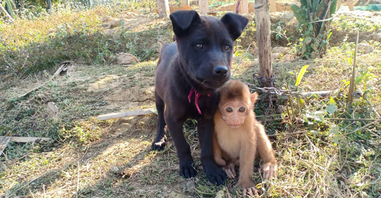 দুজন দুজনার প্রিয় বন্ধু