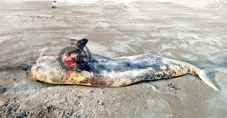 কুয়াকাটায় ভেসে এলো ৭ ফুট দৈর্ঘ্যের মৃত ডলফিন