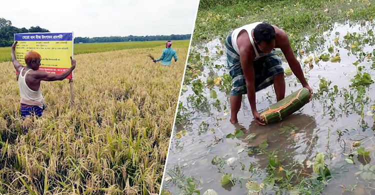 ঝড়ে রাজবাড়ীর প্রায় ৪ হাজার হেক্টর কৃষি জমি ক্ষতিগ্রস্ত