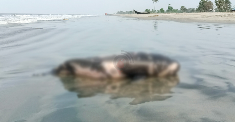 সৈকতে এবার মৃত পরপয়েজ ডলফিন