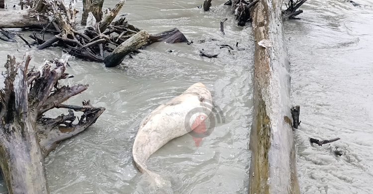 কুয়াকাটায় ভেসে এলো অর্ধগলিত ডলফিন