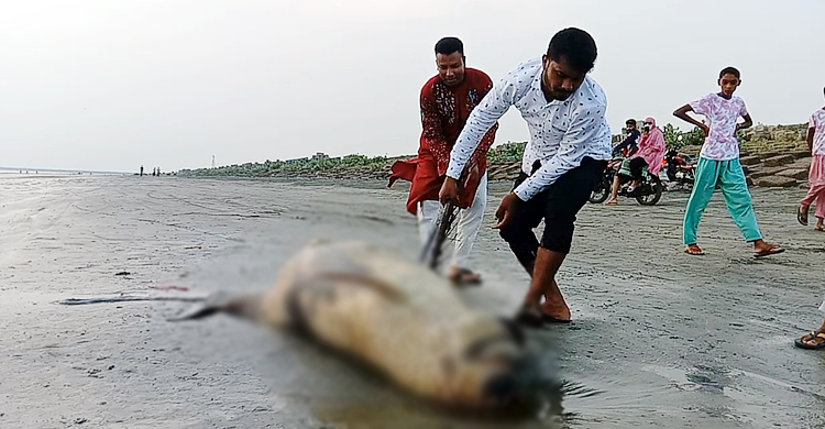 কুয়াকাটা সৈকতে ভেসে এলো আরও এক মৃত ডলফিন