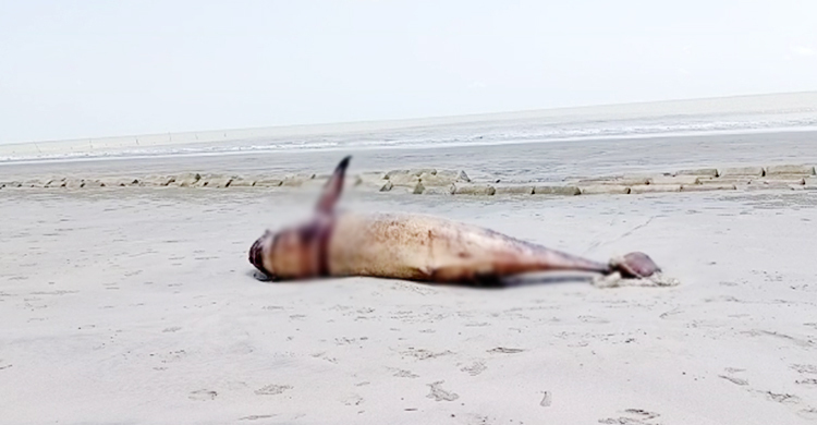 সৈকতে ভেসে আসা মৃত ডলফিন সংরক্ষণে উদ্যোগ নেই