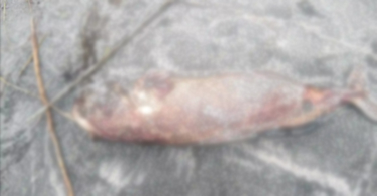 কুয়াকাটা সৈকতে ভেসে এলো আরও একটি মৃত ডলফিন