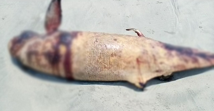 কুয়াকাটা সৈকতে মৃত ডলফিন, শরীরে আঘাতের চিহ্ন