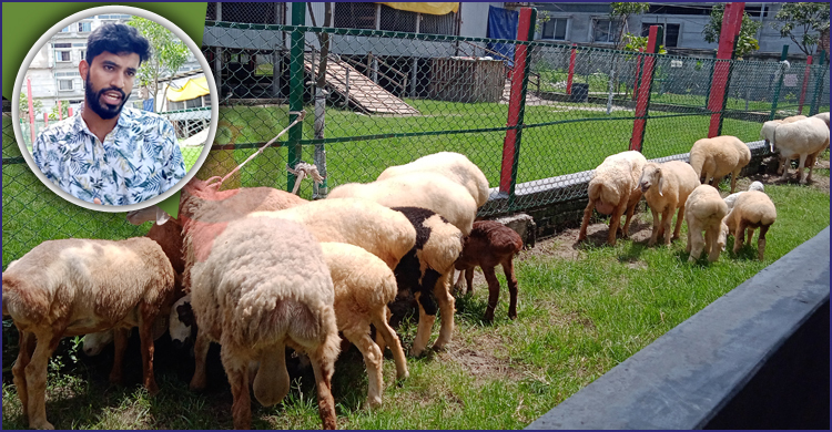 ৬৭টি দুম্বার ৬৫টিই বিক্রি, খামারে সফল নারায়ণগঞ্জের বিল্লাল