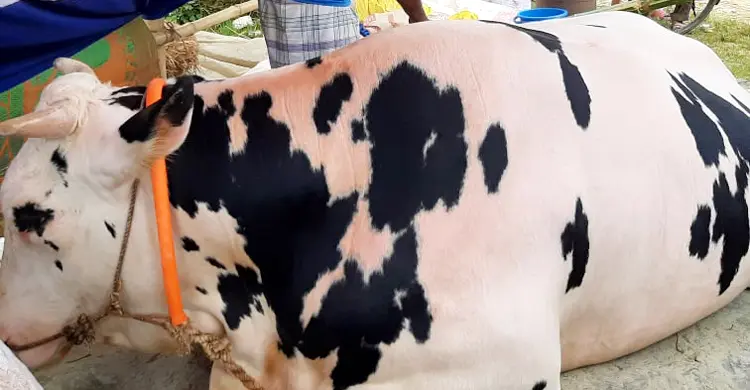 আফতাবনগর হাটে ‘গাজীপুরের ডন’, দাম হাঁকা হচ্ছে ২৫ লাখ