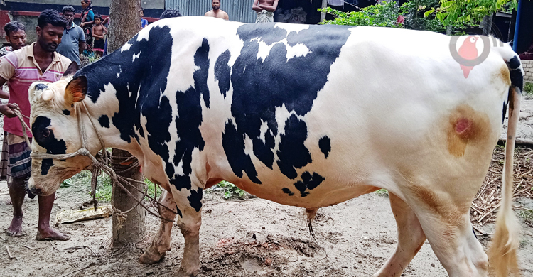 নজর কাড়ছে ডন