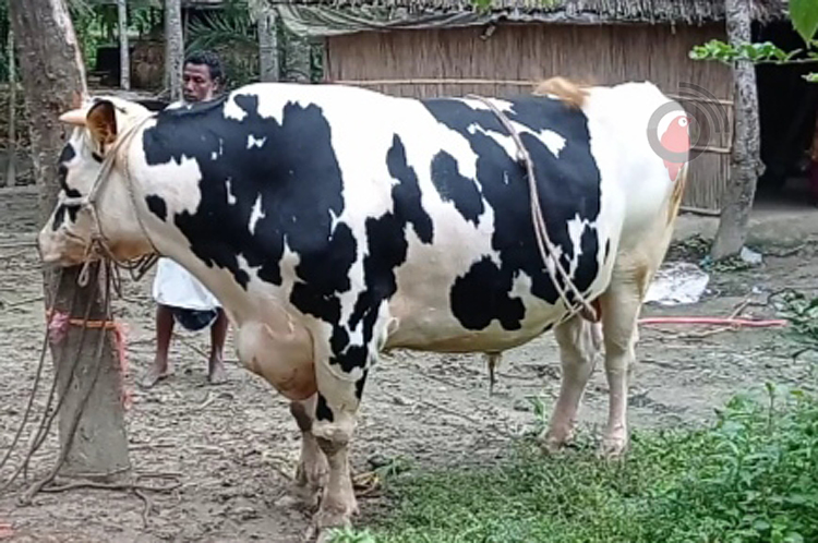 নজর কাড়ছে ডন