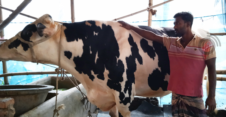 নজর কাড়ছে ডন