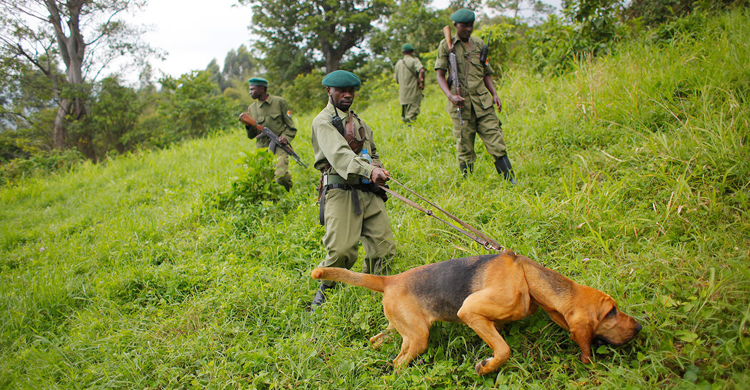 8 killed in army offensive on DR Congo gorilla park