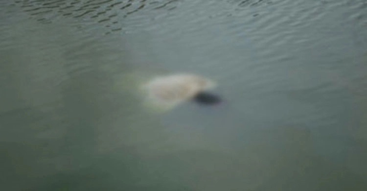 Three minors drown in Kurigram