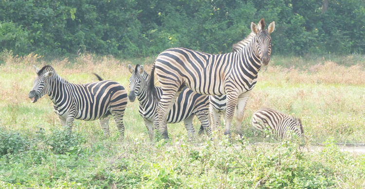 সাফারি পার্কে ৯ জেব্রার মৃত্যু: কারণ জানতে বৈঠকে বিশেষজ্ঞ দল