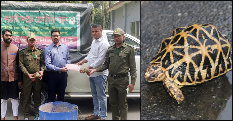 মহেশপুরে মাঠে পড়ে থাকা ৪৭ কচ্ছপ জব্দ