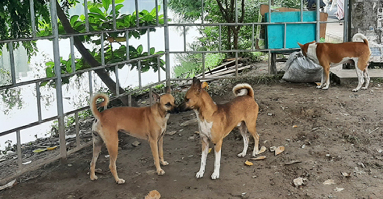 ফরিদপুরে কুকুর নিধন কার্যক্রম বন্ধ ঘোষণা