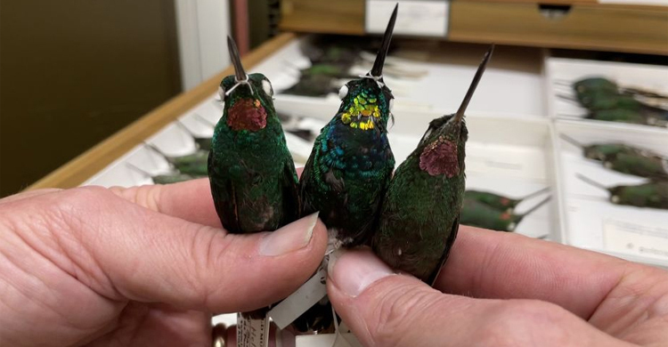 নতুন প্রজাতির হামিংবার্ডের সন্ধান, গলায় গোল্ডেন রং