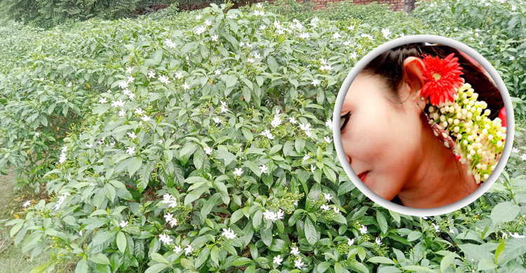 রূপগঞ্জের গাজরা মেটাচ্ছে রাজধানীর ফুলের চাহিদা