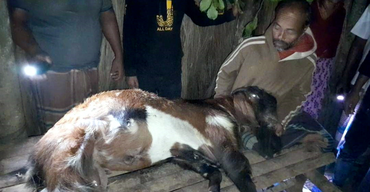 প্রতিহিংসায় ছাগল হত্যা