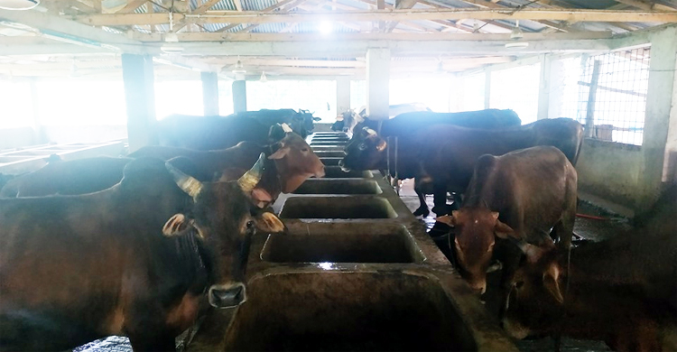 কোরবানির ঈদ নিয়ে খামারিদের ভাবাচ্ছে করোনা