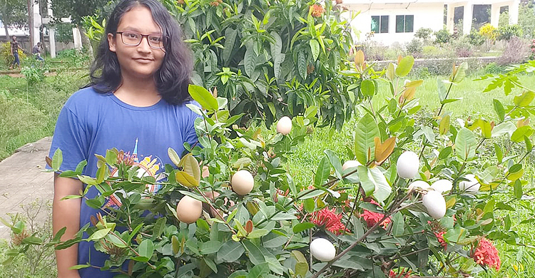 এ যেন ‘ডিম গাছ’