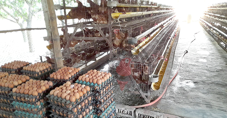 খামারে ডিমের হালি ৩৮, বাজারে ৫৫