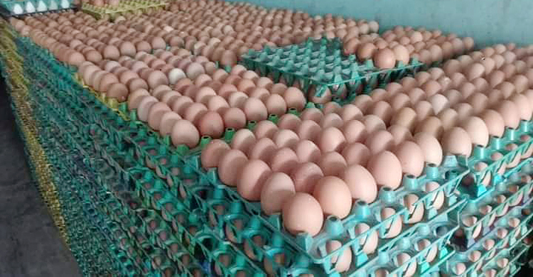 বেশি দামে ডিম বিক্রি করেও খরচ পোষাতে হিমশিম খামারিদের