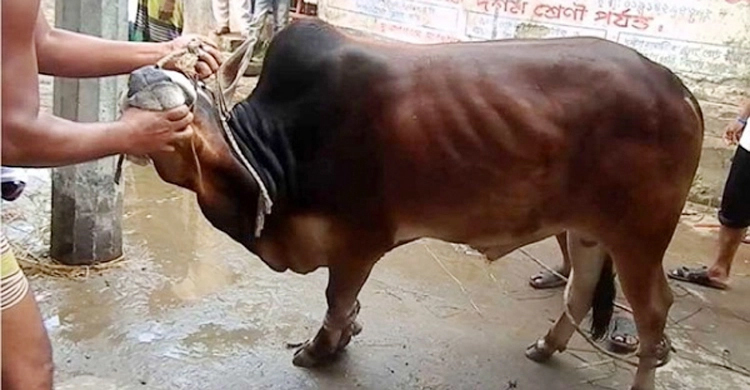 ঢাকায় ঈদের দ্বিতীয় দিনেও পশু কোরবানি