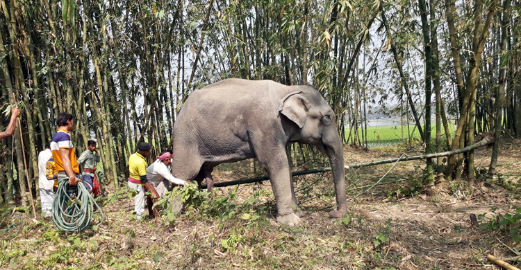 অচেতন করা হলো লোকালয়ে তাণ্ডব চালানো সেই হাতিকে