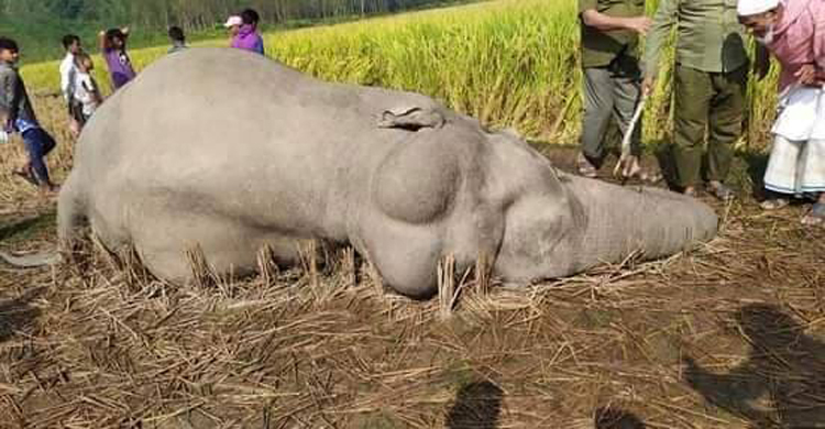 বৈদ্যুতিক ফাঁদে পড়ে বেঘোরে প্রাণ দিলো হাতিটি