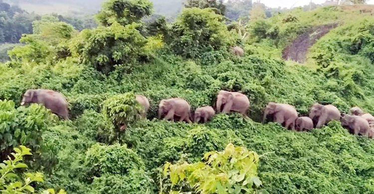 বন্যপ্রাণী সংরক্ষণে ৩ দেশের মধ্যে করিডোর হতে পারে: মন্ত্রী