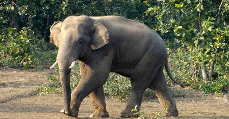 হাতির আক্রমণে অতিষ্ঠ এলাকাবাসী, নিহত ১