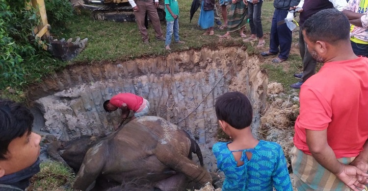 ময়নাতদন্ত শেষে মাটিচাপা দেওয়া হলো মৃত হাতিটিকে