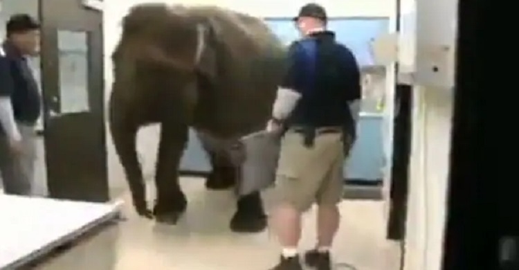 শরীর ভালো না, হাসপাতালে এসে তাই নিজের এক্স-রে করালো হাতি