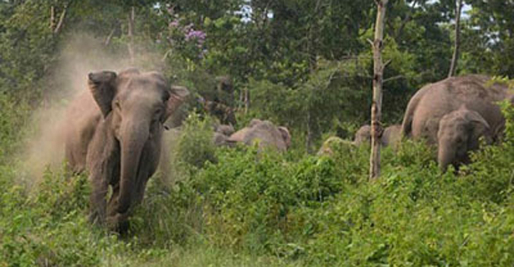 ভারতীয় হাতির তাড়া খেয়ে প্রাণ গেল যুবকের