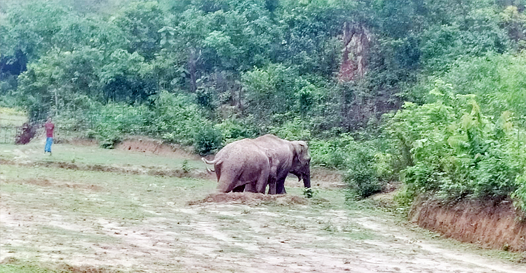 লোকালয়ে একজোড়া বন্যহাতি: কয়েকঘণ্টার প্রচেষ্টায় ফিরলো বনে