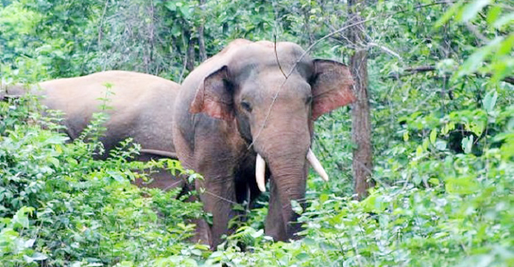 হাতি ধান নষ্ট করায় থানায় জিডি চট্টগ্রামের কৃষকের