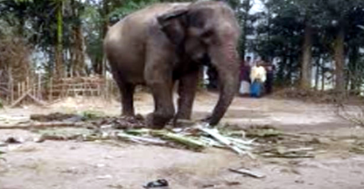 বাড়িতে বন্যহাতির আক্রমণে প্রাণ গেল কৃষকের