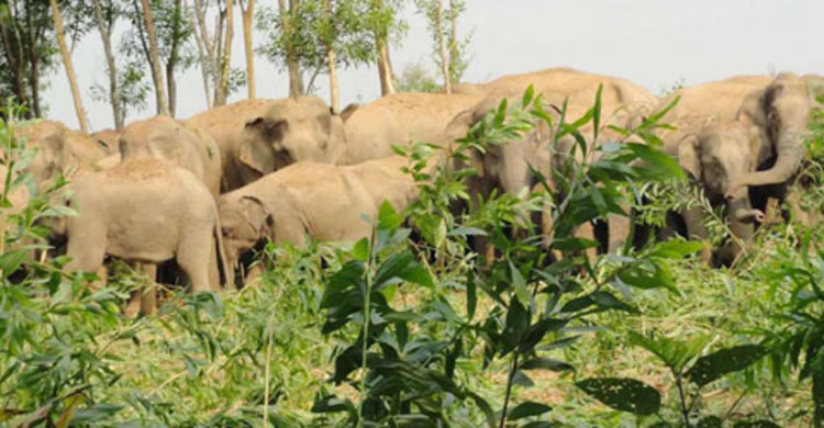 লোকালয়ে চলে আসা বন্যহাতির আক্রমণে নারীর মৃত্যু