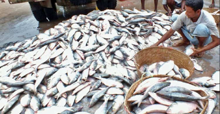 সাগরে ধরা পড়ছে মণে মণে ইলিশ