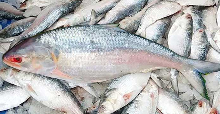 মেঘনার ইলিশ চেনার উপায়
