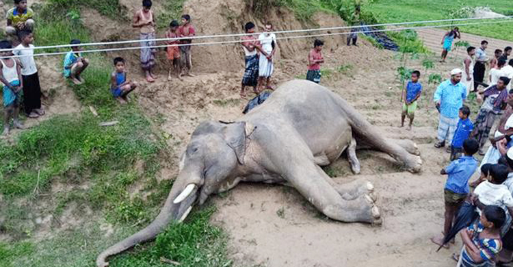 শত শত মানুষ হাতিটি দেখতে গেল