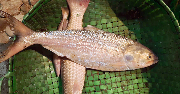 ফেনী নদীতে ধরা পড়া দুই ইলিশ বিক্রি হলো ১৭ হাজারে