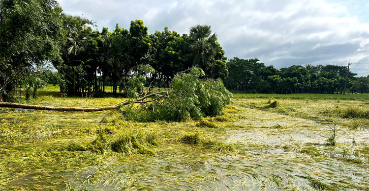 ফরিদপুরে বিভিন্ন এলাকায় বিদ্যুৎ বিচ্ছিন্ন, আমনের ব্যাপক ক্ষতি