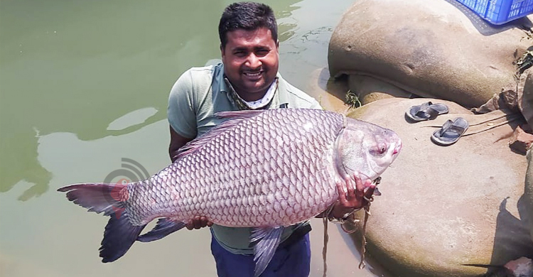 এক কাতলের দাম সাড়ে ২৮ হাজার