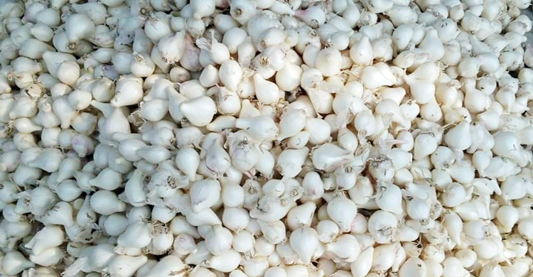 ফরিদপুরে রসুনের কেজি সাড়ে ৭ টাকা!