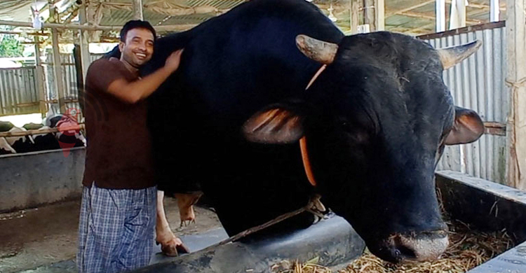 পদ্মা সেতু হয়ে ঢাকায় আসবে ৩৮ মণের ‘সম্রাট’