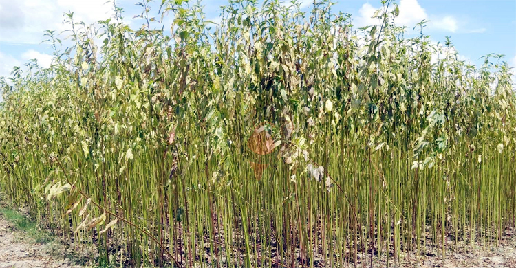 পাটের ভালো ফলন হলেও পানির অভাবে জাগ দেওয়া নিয়ে দুশ্চিন্তা