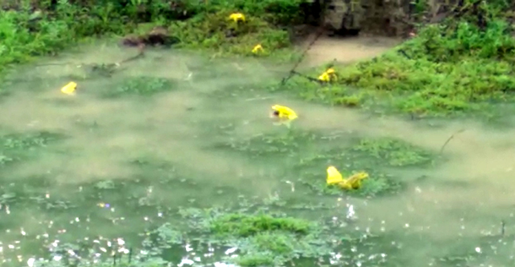 বর্ষায় ব্যাঙের মেলা