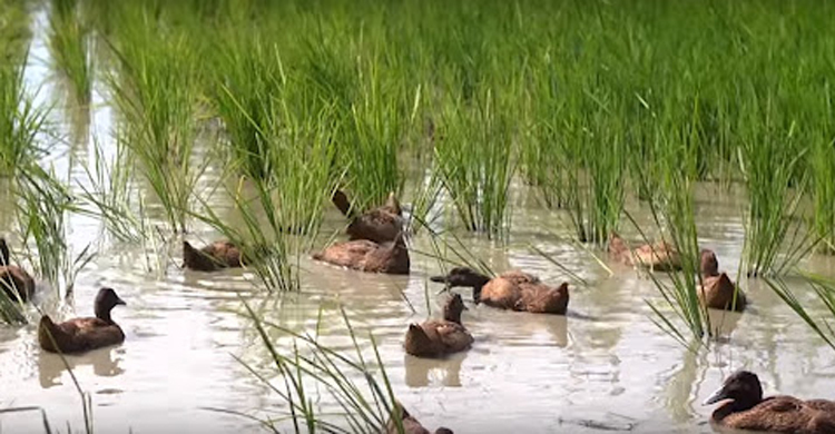 হাঁসে ধান খাওয়া নিয়ে দুই পরিবারের মারামারি, নিহত যুবক